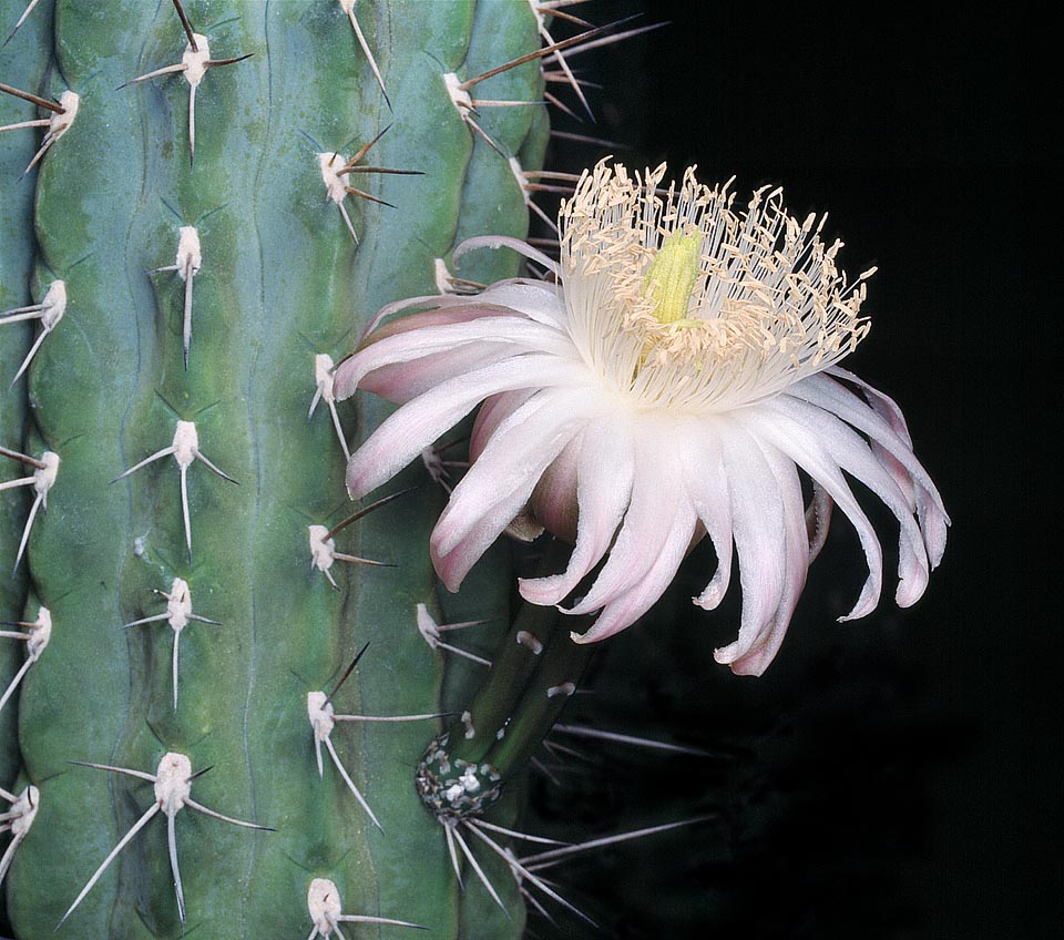 Esta espléndida flor de 12-15 cm se abre de noche sobre tallos columnares ramificados que en Argentina, Bolivia y Paraguay alcanzan los 10 m de altura con una corona de 5-8 m de diámetro. Los frutos, globosos, lisos, jugosos y amarillos o rojizos, de 5-6 cm de largo y 4 cm de diámetro, huelen como el limón y son comestibles © Giuseppe Mazza