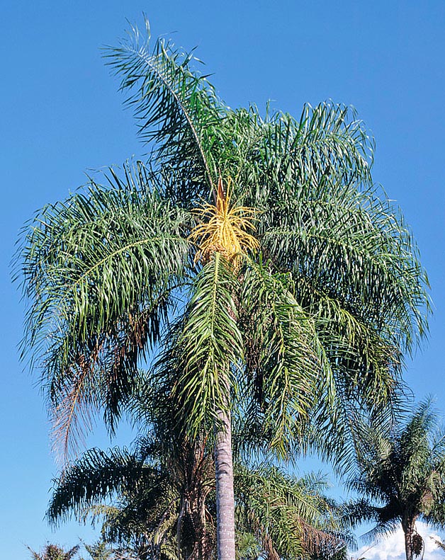 With local morphological changes, Syagrus romanzoffiana grows in Brazil Argentina, Paraguay and Uruguay © Giuseppe Mazza