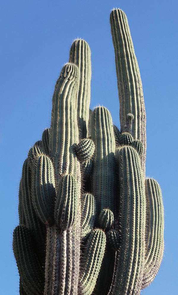 La Echinopsis atacamensis de la cordillera andina crece en Bolivia y Argentina entre los 2000 y los 3500 m de altitud. Fuente de fruta y leña para los locales, alcanza los 8-10 m de altura con tallos basales de 50 cm © Giuseppe Mazza