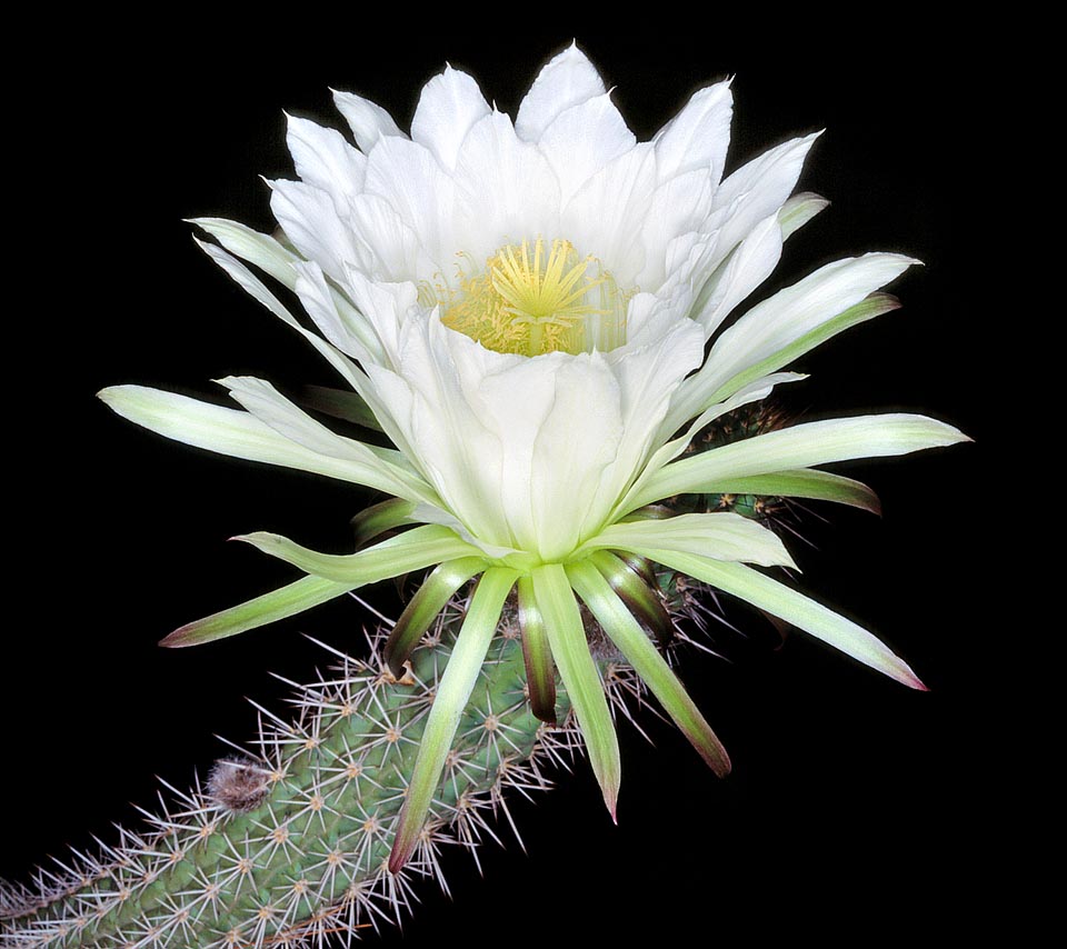 Originaire du nord-ouest de l’Argentine, Echinopsis thelegona est un cactus colonnaire au port rampant. Finalement il forme un enchevêtrement de touffes de tiges enracinées, semi-dressées, larges de 7-8 cm, qui dans la nature dépassent facilement 2 m de longueur. Les fleurs, de 15 cm, s’ouvrent la nuit et tombent tôt le matin © Giuseppe Mazza
