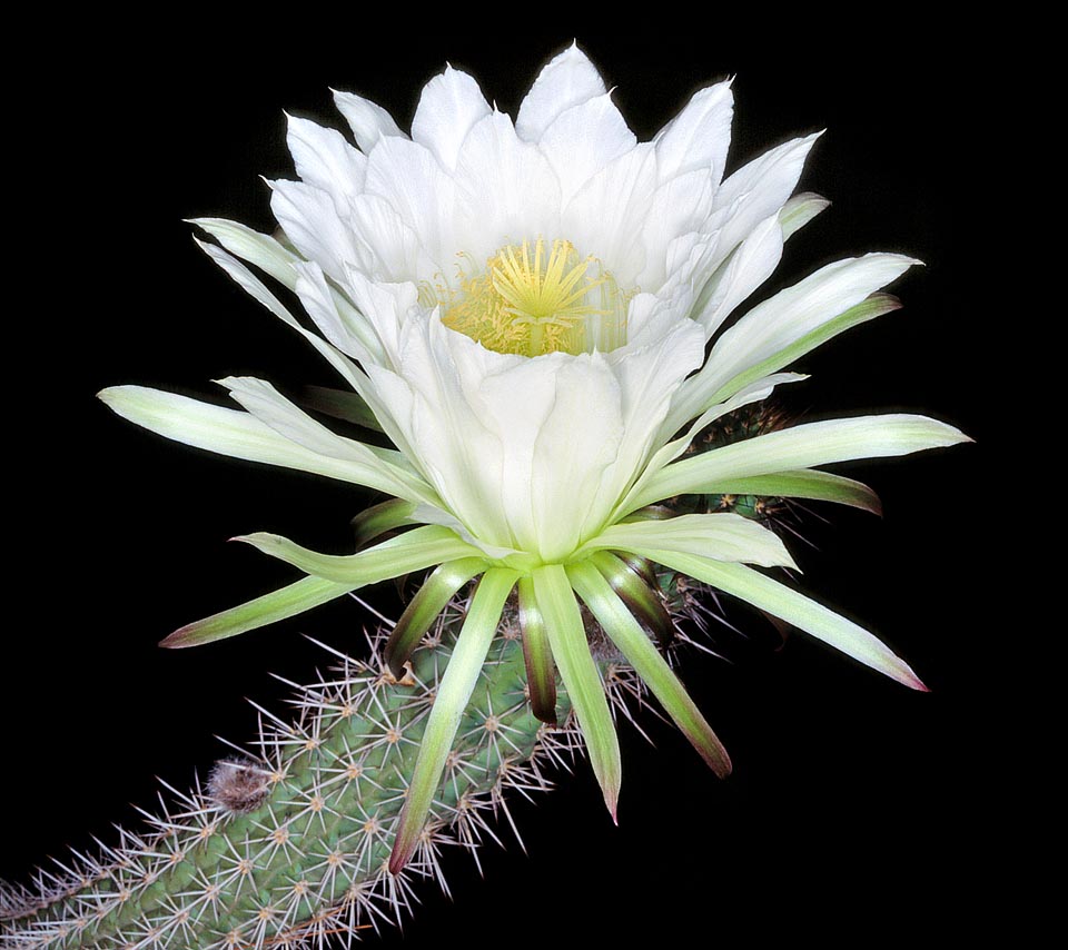 Nativa de Argentina noroccidental, la Echinopsis thelegona es un cactus columnar con porte rastrero. Termina formando una maraña arbustiva de tallos enraizantes semierectos, de 7-8 cm de ancho, que en la naturaleza superan fácilmente los 2 m de longitud. Las flores, de 15 cm de ancho, se abren de noche y caen al amanecer © Giuseppe Mazza