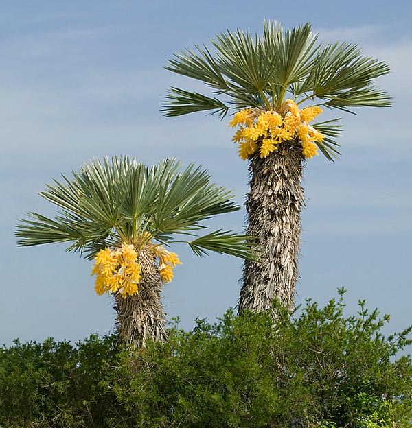 Originaire de l'Argentine la Trithrinax campestris supporte la chaleur mais aussi -12 °C © Giuseppe Mazza