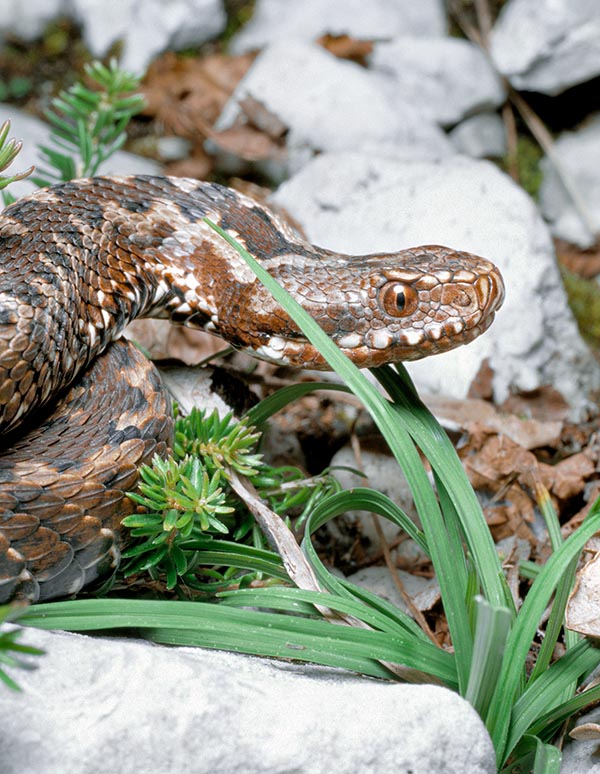 Unlike Vipera aspis, the head of Vipera berus, triangular with the snout apex bent upwards, has an almost ovoid shape. The head of the common European viper is dorsally flat and seen in profile appears slightly rounded. Also here the pupil is vertical, with red, brown, yellowish or black iris © Giuseppe Mazza