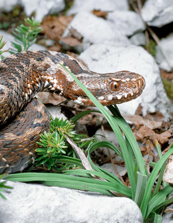 La tête de Vipera berus, à la différence de celle de Vipera aspis, triangulaire avec la pointe du nez retroussée, a une forme presque ovoïde. Dorsalement la tête apparaît plate et vue de profil légèrement arrondie. La pupille est ici également verticale, avec l’iris rouge, marron, jaunâtre ou noir © G. Mazza