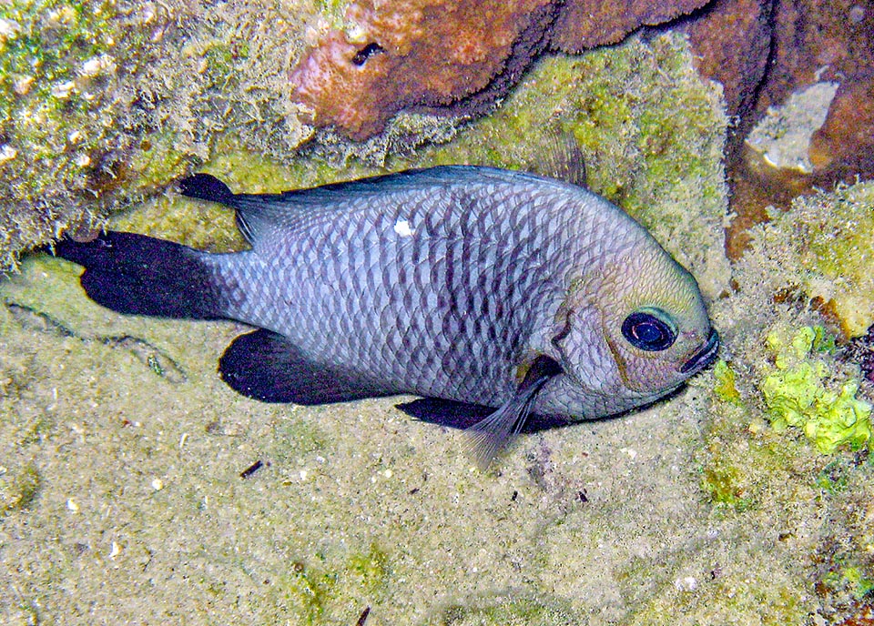 Dascyllus trimaculatus, Pomacentridae, Threespot dascyllus