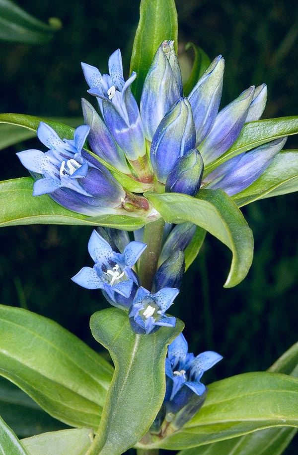 La floración tiene lugar entre junio y agosto. Pequeñas corolas azules, axilares, agrupadas, con tonos verdes en los capullos. Presentan 4 lóbulos (rara vez 5 como en la foto) de forma ovada © G. Mazza