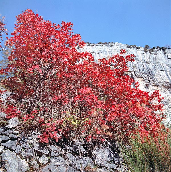 Cotinus coggygria, Árbol de las pelucas, Árbol de la niebla, Árbol del humo, Anacardiaceae