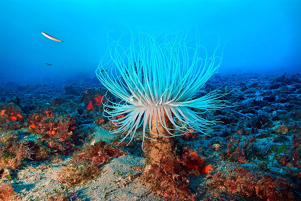 Cerianthus membranaceus, Anthozoa, Hexacorallia