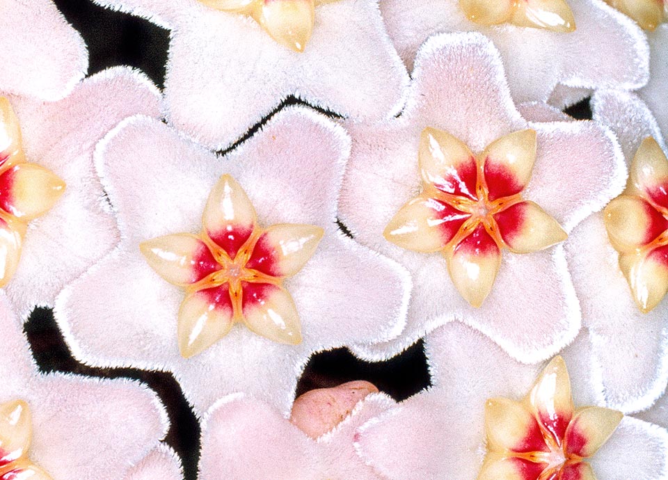 Très cultivée pour les intérieurs lumineux, elle a des ombelles aux corolles veloutées de 1,5 cm parfumant la nuit. Elle va du blanc au rose au centre rose intense ou rouge © Giuseppe Mazza