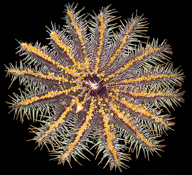 L’Acanthaster planci vu de dessous, avec sa bouche et ses innombrables tentacules © Giuseppe Mazza