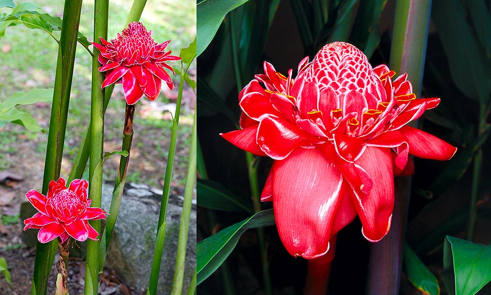 Etlingera elatior, rose de porcelaine, gingembre tropical, Zingiberaceae