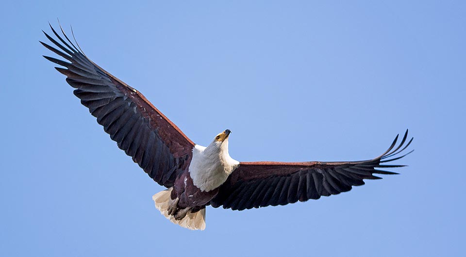 La envergadura supera la altura de un hombre y las plumas oscuras se introducen en el blanco como una ojiva puntiaguda © Gianfranco Colombo 