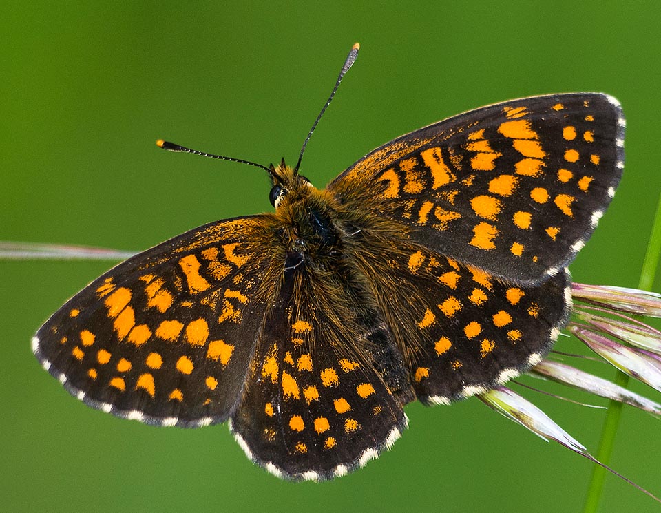 Melitaea diamina, Nymphalidae, Mélitée noirâtre