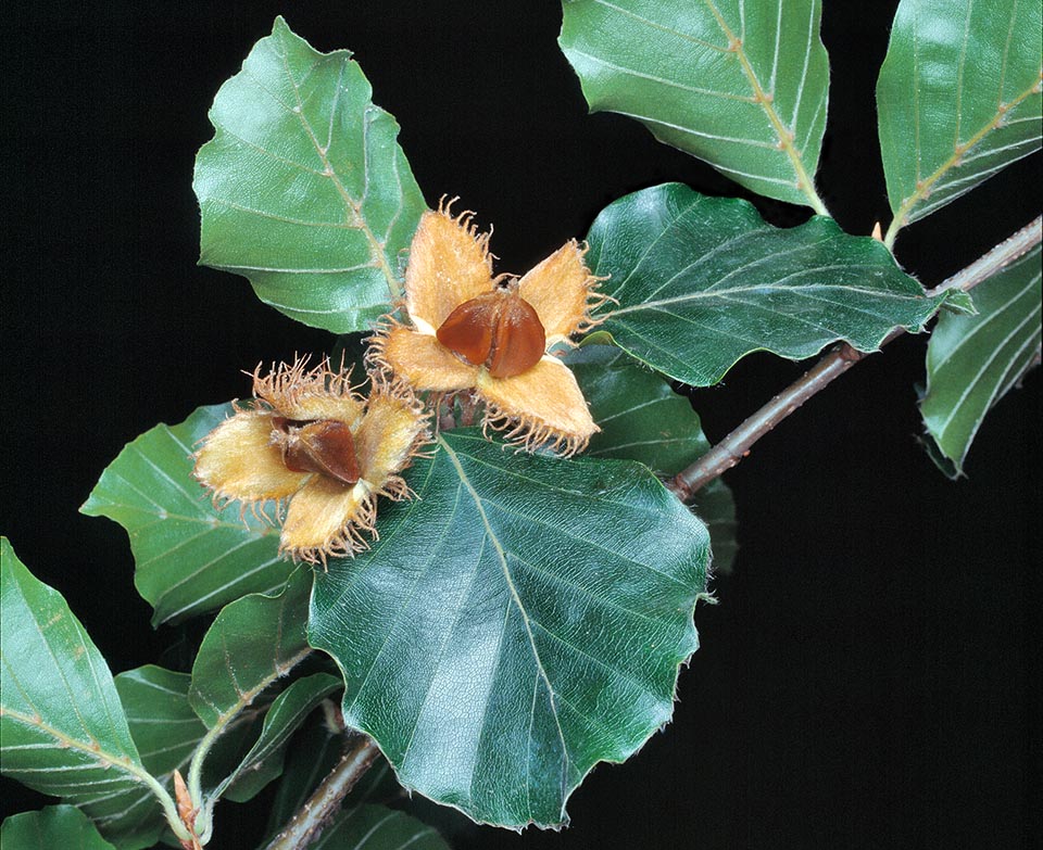 Los frutos maduran a final de verano. La fructificación es inconstante pero cada 4-5 años se hace muy abundante. Un recurso importante para muchos animales del bosque © Giuseppe Mazza