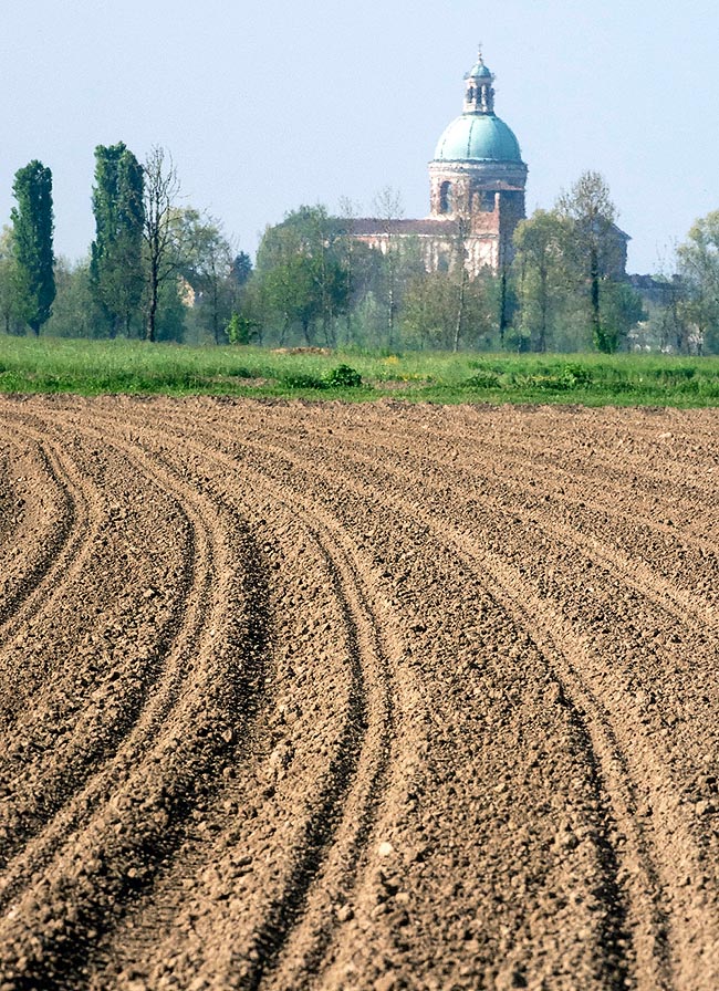 A small, plowed field sown with maize. Other times peasant image like this Lombard belfry 