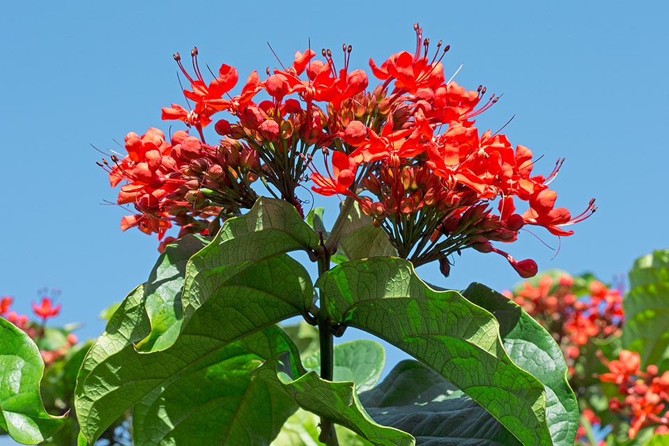 Originario de África tropical, el Clerodendrum splendens es un arbusto sarmentoso o trepador, leñoso y siempreverde, con tallos cuadrangulares de hasta 4 m de largo. Nacido para los climas tropicales y subtropicales, se adapta marginalmente a los templado-cálidos, y destaca varias veces al año por sus espectaculares inflorescencias © Giuseppe Mazza