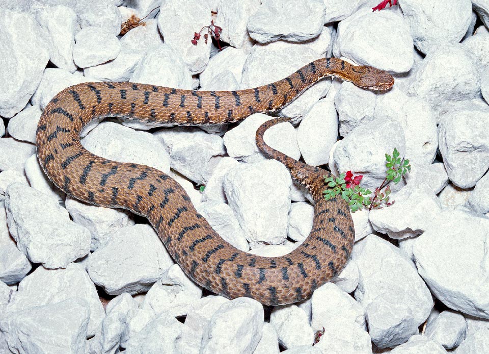 Son environnement idéal est constitué de pierres, de murets de pierres sèches, d’éboulis, de lisière de forêts, de zones arbustives et de pâturages jusqu'à 3000 m © Giuseppe Mazza