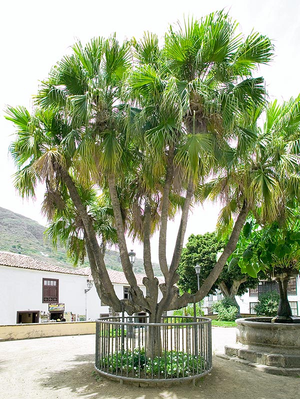 Raro ejemplar con varias copas cultivado en la isla de Tenerife, en las Canarias © Giuseppe Mazza