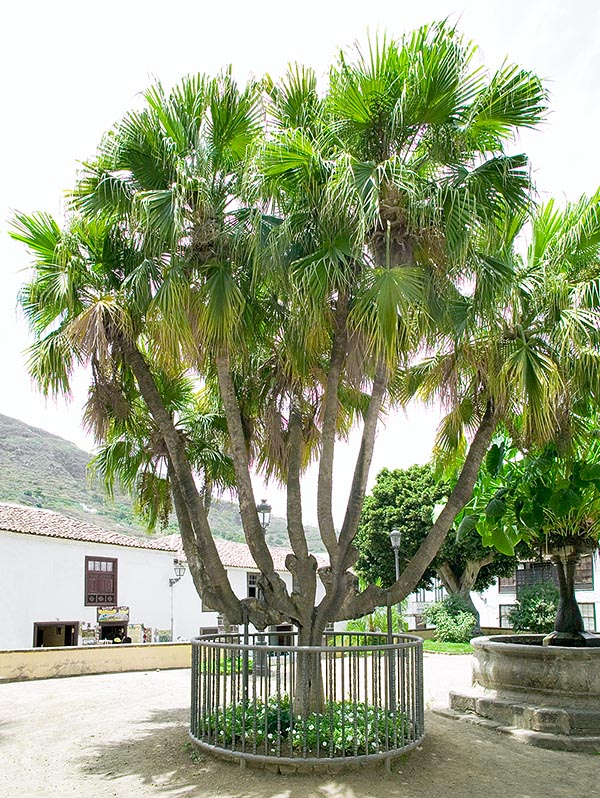 Spécimen rare à plusieurs têtes cultivé sur l'île de Tenerife, aux Canaries © Giuseppe Mazza