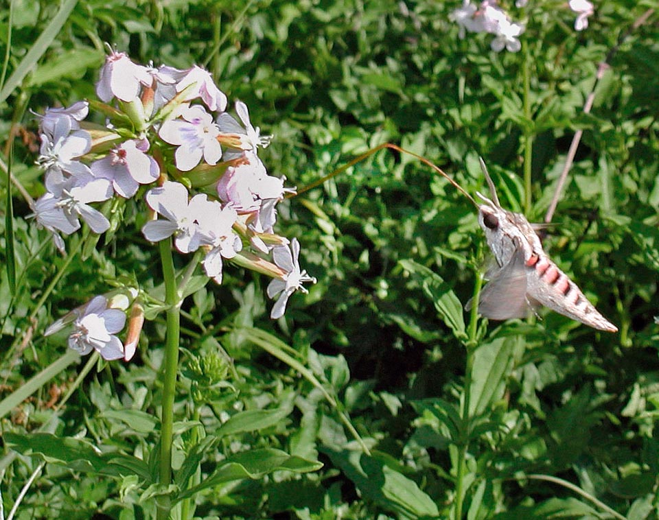 Great moth, has a wingspan that may reach the 12 cm. Capable of even 80 beatings per minute, the Agrius convolvuli can stand still in the air, near the flowers, to quickly fill up of sweet nectar with its very long proboscis. Then suddenly, in a moment, draws away scared or for another corolla with its dull hum © Giuseppe Mazza