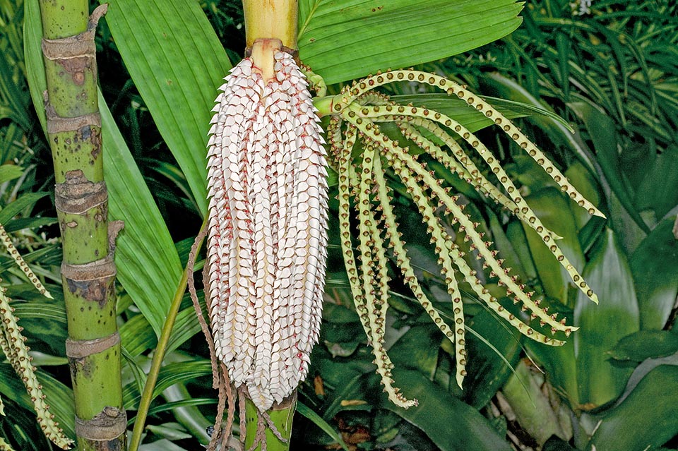 Los tallos delgados, de 4-5 cm, rara vez superan los 6 m de alto. Las inflorescencias, ramificadas y péndulas, portan pequeñas flores blanco rosadas de ambos sexos © Giuseppe Mazza