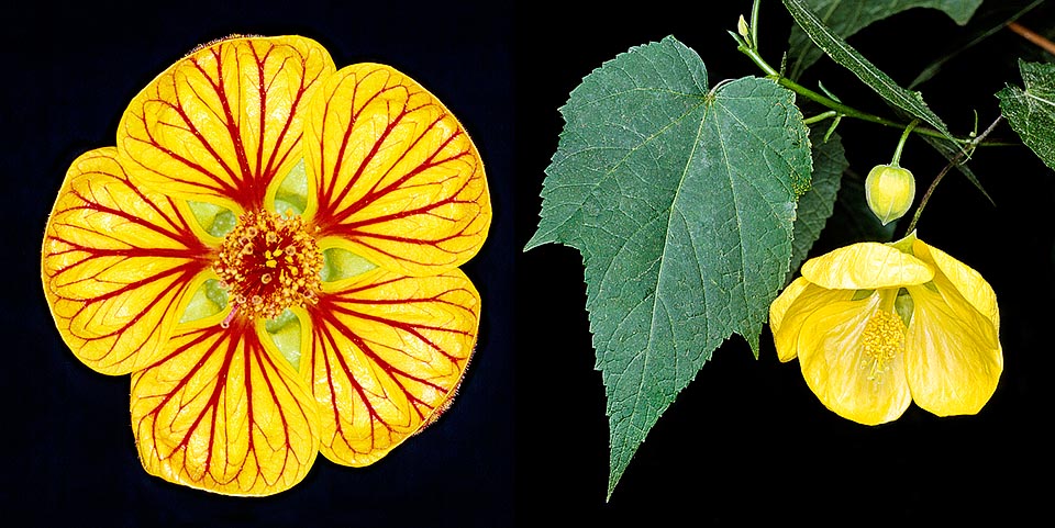 Regroupement d’hybrides, obtenus en Europe depuis 1800, de différentes espèces d'Abutilon d'origine sud-américaine principalement A. darwinii, pictum et striatum © Giuseppe Mazza