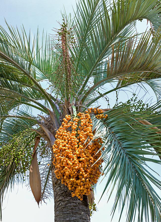 Un stipe haut de 8 m et des fruits très parfumés à maturité, comme l'indique le nom scientifique donné à l'espèce © Giuseppe Mazza