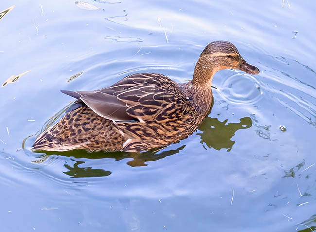 Anas platyrhynchos, Canard colvert