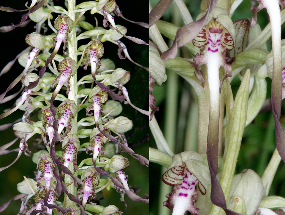 Himantoglossum hircinum, Orchidaceae, satirion barbado, orquidea hedionda