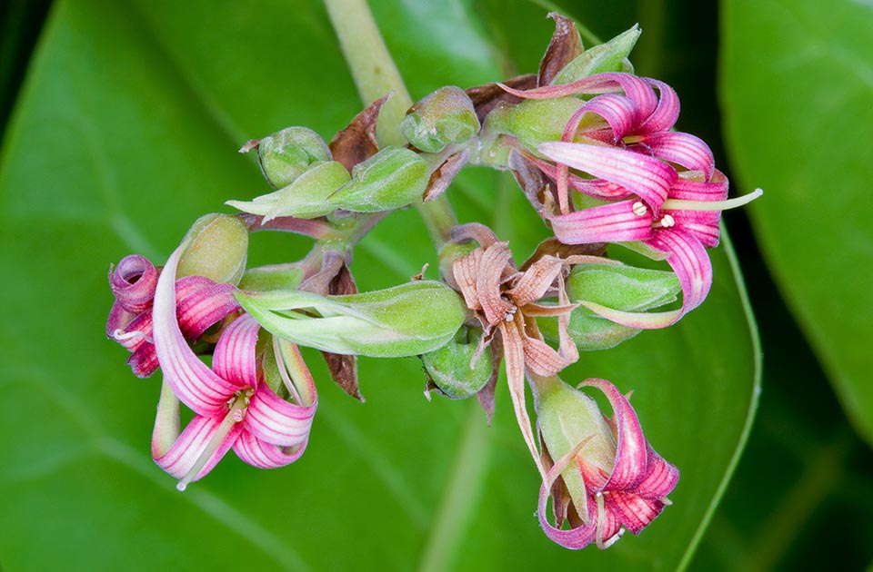 Flor de Anacardium occidentale, especie de las regiones septentrionales de Sudamérica que en la naturaleza llega a medir 12 m de altura © Giuseppe Mazza