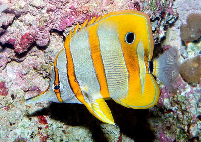 Chelmon rostratus, Pez mariposa de nariz alargada, Chaetodontidae