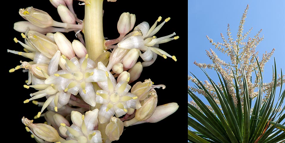 Las minúsculas flores nocturnas, con 6 tépalos de 8-10 mm, se cierran al alba. Están reunidas en inflorescencias terminales paniculadas. La primera floración ocurre en torno al décimo año de vida de la planta, pero en algunos casos puede ser notablemente tardía. Las siguientes floraciones se suceden en intervalos de 10-20 años © Giuseppe Mazza