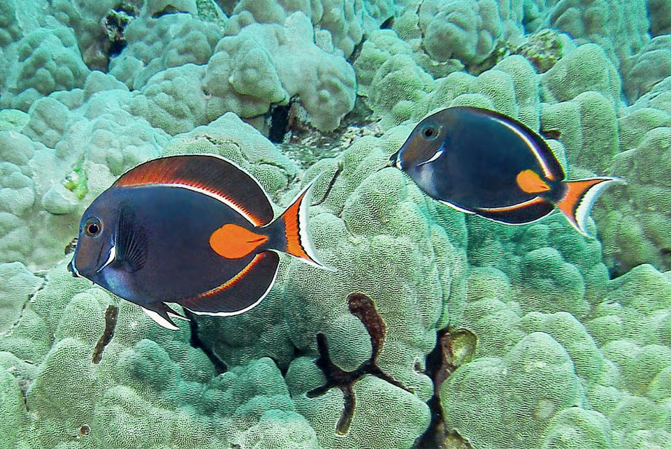 Pouvant mesurer jusqu'à 24 cm de long, il vit dans les eaux tropicales de l'océan Pacifique, des côtes australiennes à la Californie et au Mexique. Sa viande est à risque de ciguatera