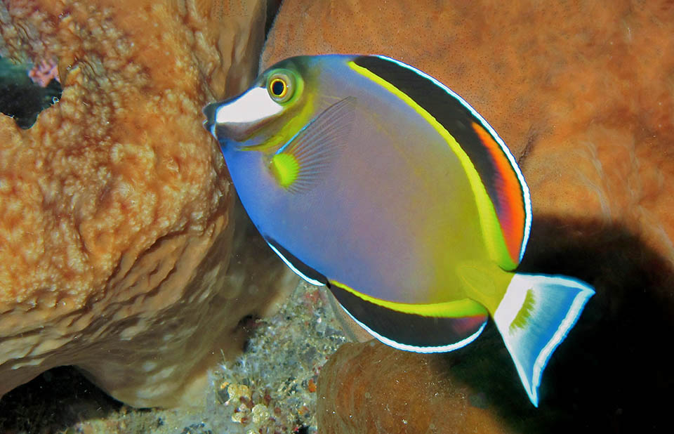 Con 21 cm de largo a lo sumo, en parte omnívoro, podría vivir bien en acuario, pero no tolera la presencia de congéneres y es propenso a la enfermedad del punto blanco 