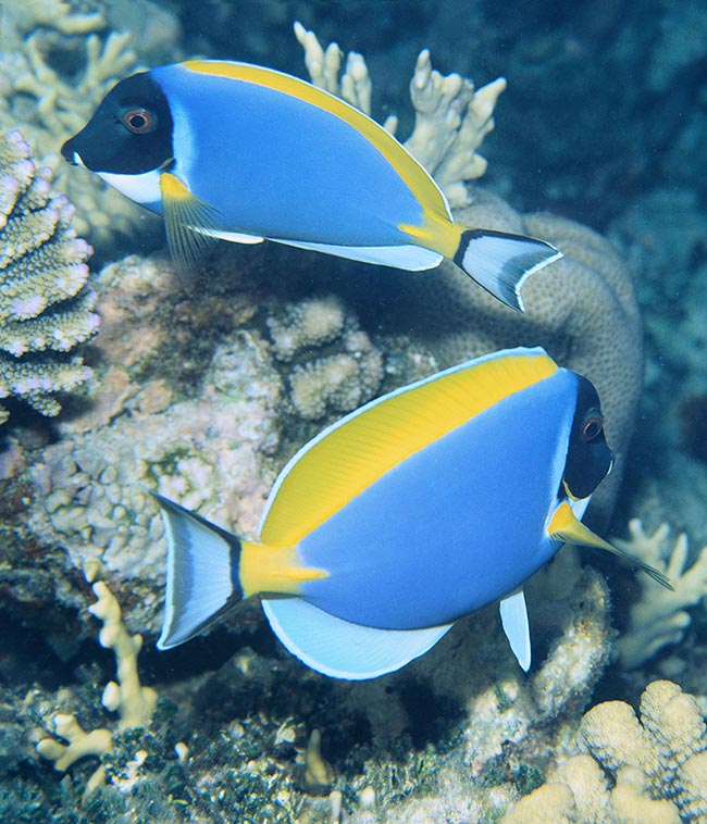 La caudale n’est pas toujours le moteur des poissons : les Acanthurus nagent avec les pectorales et la dorsale unique.