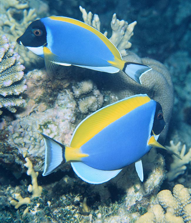 Acanthurus leucosternon Monaco Nature Encyclopedia