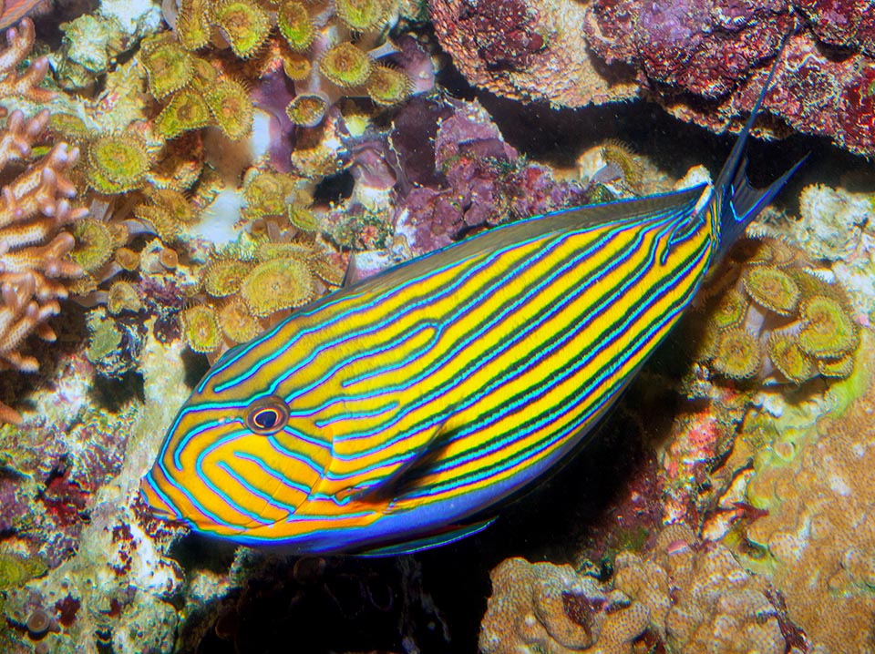 Very common, even 38 cm long and showy, Acanthurus lineatus never goes unnoticed because it goes swimming in less than 3 m of water, descending only rarely towards 15 m 