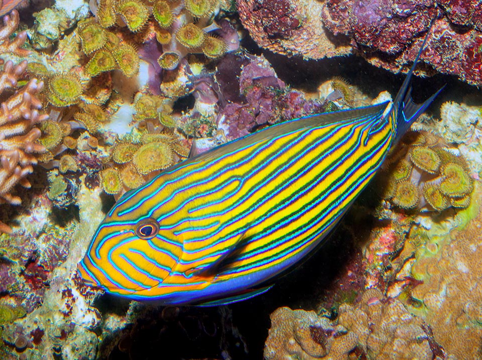 Comunissimo, lungo anche 38 cm e sgargiante, Acanthurus lineatus non passa mai inosservato perché nuota in meno di 3 m d’acqua, scendendo solo di rado verso i 15 m