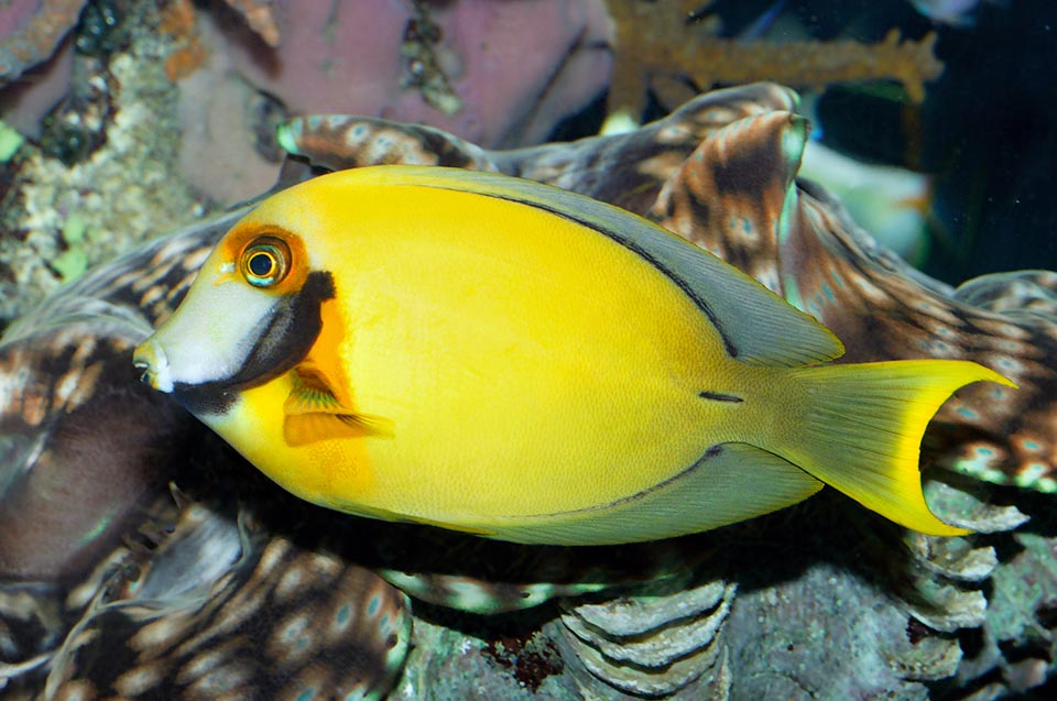 It owes the Latin name of "fire bearer" to the mask on the face and like all surgeonfishes it holds a removable sharp blade in the case of caudal peduncle