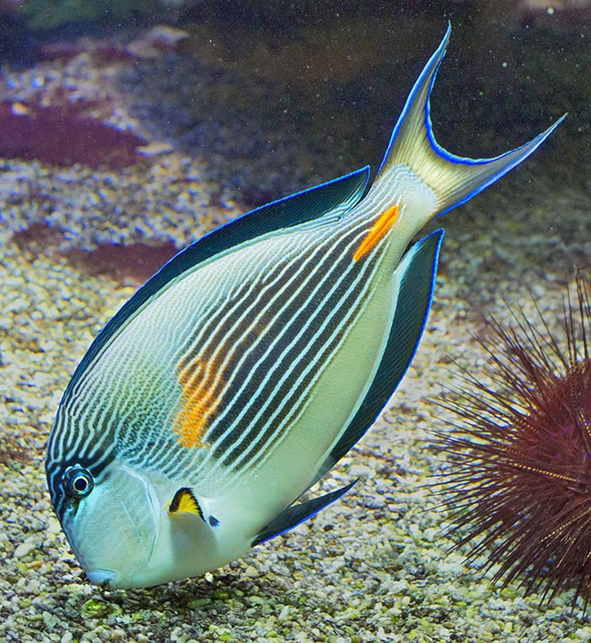 Si nutre d’alghe, specie quelle filamentose o del genere Sargassum, e della pellicola verde che ricopre i fondali