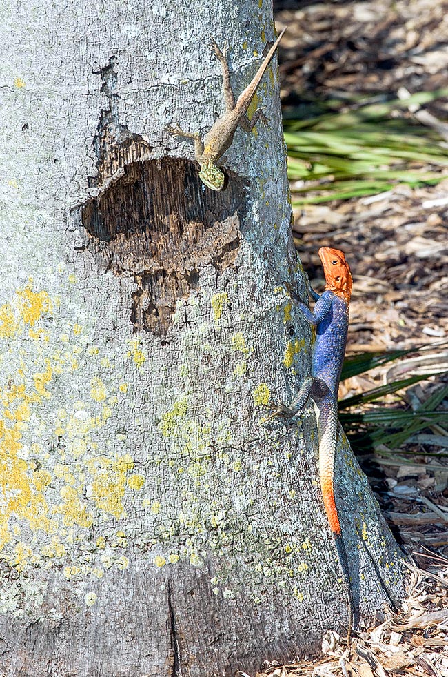 Agama agama, Agamidae, common agama, red-headed rock agama, rainbow agama