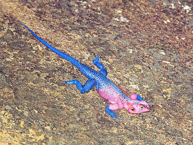 Agama agama, Agamidae Agama agama, Agamidae