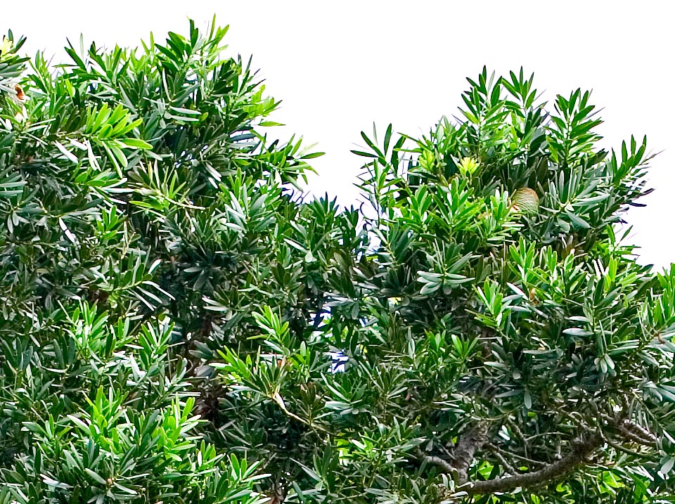 Agathis dammara, Araucariaceae, Amboina pine, Amboina pitch pine, Manila copal, mountain agathis