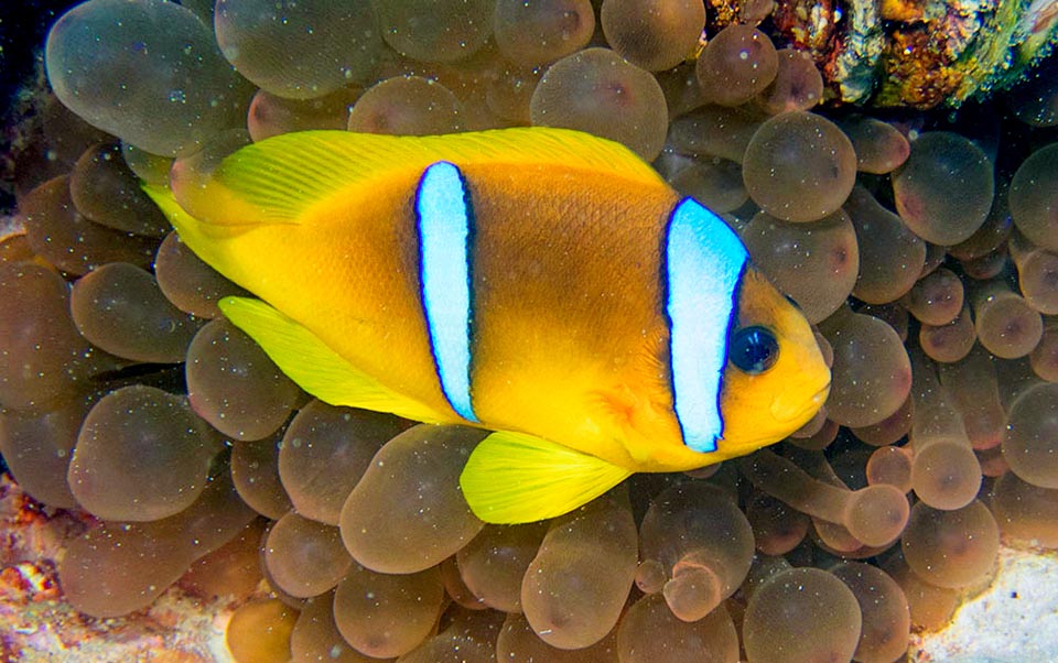 Como todos los Amphiprion, se refugia en caso de peligro entre los tentáculos de la anémona de mar que ha elegido como hogar, siendo bien aceptado por cinco especies