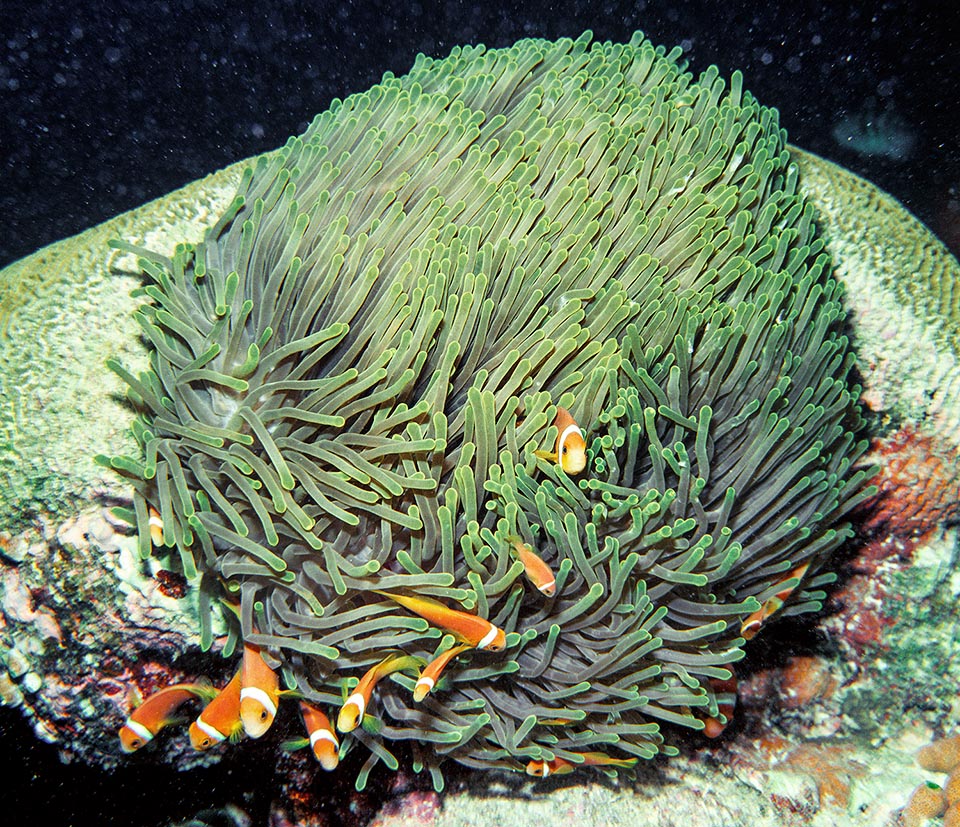 Vive en simbiosis con una sola anémona de mar: Heteractis magnifica, que vemos aquí con numerosos huéspedes inmunes al veneno de sus tentáculos urticantes 