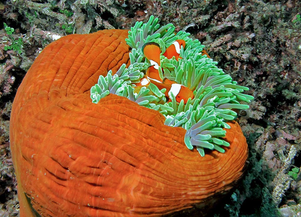 Present in tropical Indo-Pacific, lives in shallow waters, symbiont of 3 actinias: Heteractis magnifica, here shown, Stichodactyla gigantea and Stichodactyla mertensii 