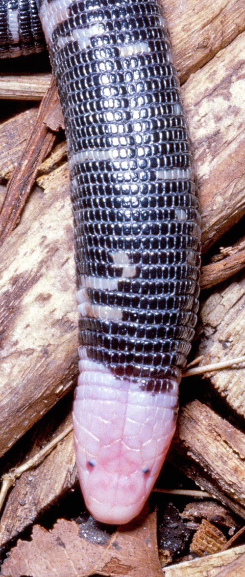 Amphisbaena fuliginosa, Amphisbène demi-deuil, Amphisbaenidae