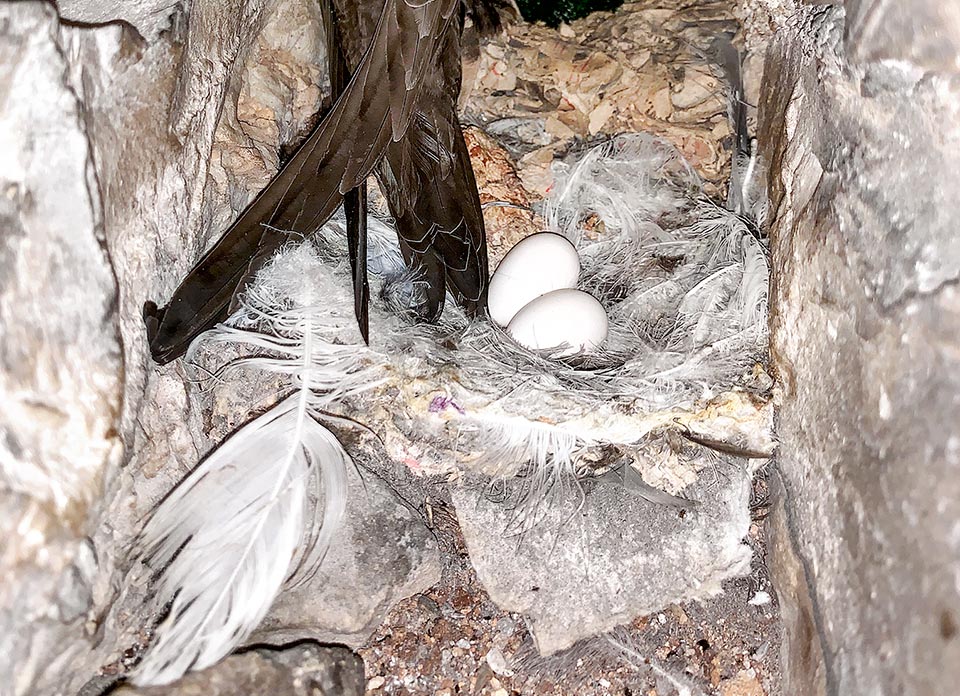 Apus pallidus, Apodidae, Pallid swift, Nest with two eggs