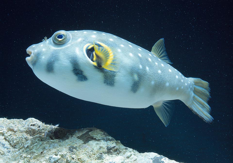 È stato trovato nel Mediterraneo, ma non è una specie Lessepsiana perché veniva pescato anche prima dell’apertura del Canale di Suez 