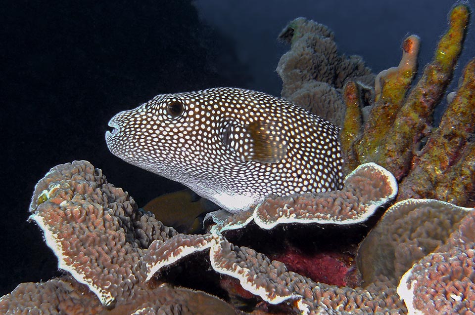 Similar in shape and size to Arothron hispidus, it is equally present in the tropical Indo Pacific, but is absent in the Red Sea and prefers the small islands and the atolls 